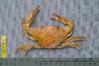 藏品(善泳蟳)的圖片